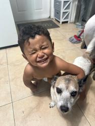 Lost Male Dog last seen td bank, Fort Pierce, FL 34950