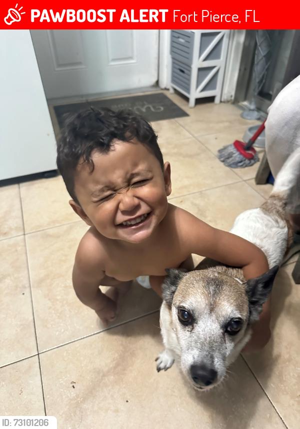 Lost Male Dog last seen td bank, Fort Pierce, FL 34950