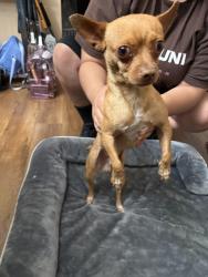 Found/Stray Male Dog last seen Seville / grand ave, Walnut Park, CA 90255