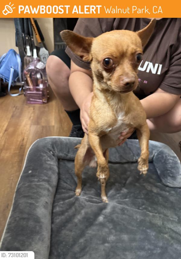Found/Stray Male Dog last seen Seville / grand ave, Walnut Park, CA 90255