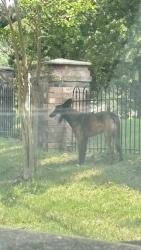 Found/Stray Unknown Dog last seen Bethany and Raleigh lagrange, Germantown, TN 38138
