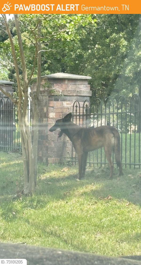 Found/Stray Unknown Dog last seen Bethany and Raleigh lagrange, Germantown, TN 38138