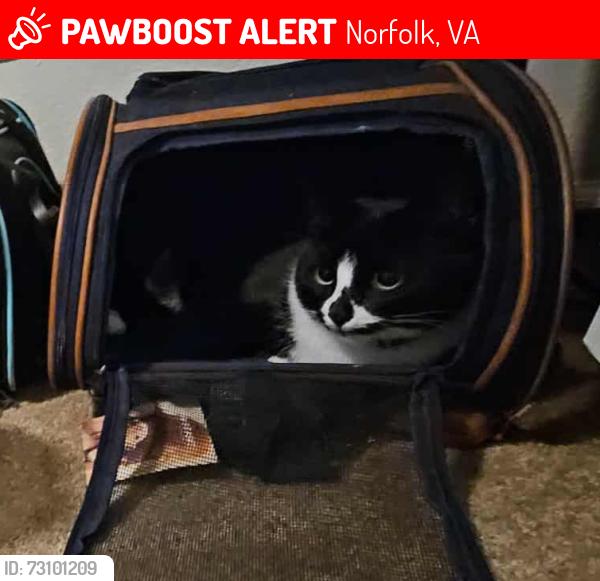 Lost Male Cat last seen Ivaloo street norfolk, Norfolk, VA 23513