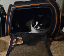 Lost Male Cat last seen Ivaloo street norfolk, Norfolk, VA 23513