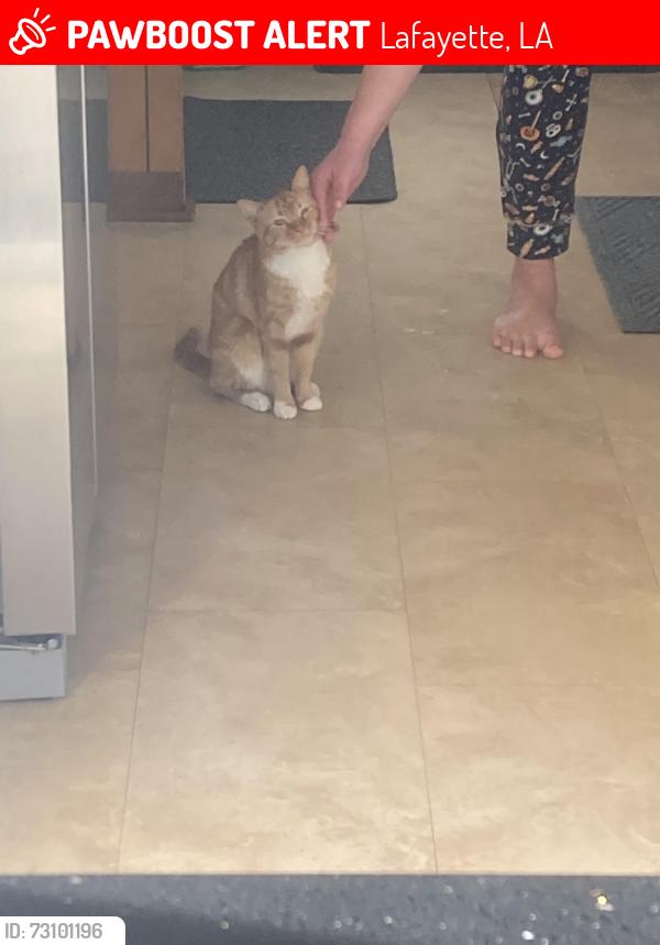 Lost Female Cat last seen Cottonwood Dr Lafayette, La 70506, Lafayette, LA 70506