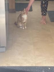 Lost Female Cat last seen Cottonwood Dr Lafayette, La 70506, Lafayette, LA 70506