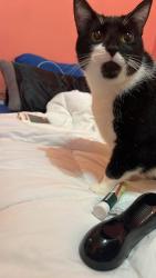 Lost Female Cat last seen near 100 block of Monroe Manor rd, Stevensville, MD 21666