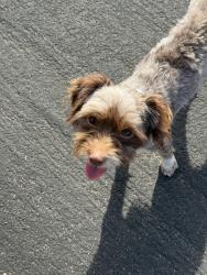 Found/Stray Female Dog last seen Garmo st, Los Angeles, CA 91342