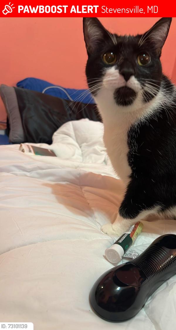 Lost Female Cat last seen near 100 block of Monroe Manor rd, Stevensville, MD 21666