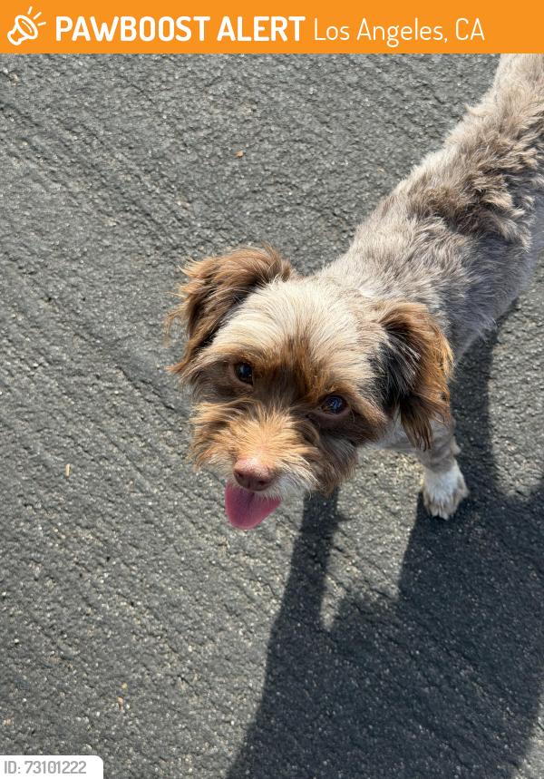 Found/Stray Female Dog last seen Garmo st, Los Angeles, CA 91342