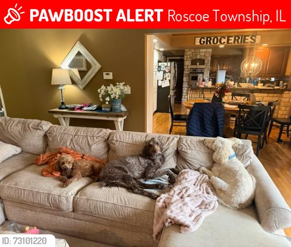 Lost Female Dog last seen Nichols Woods Dr. South Beloit, Roscoe Township, IL 61080