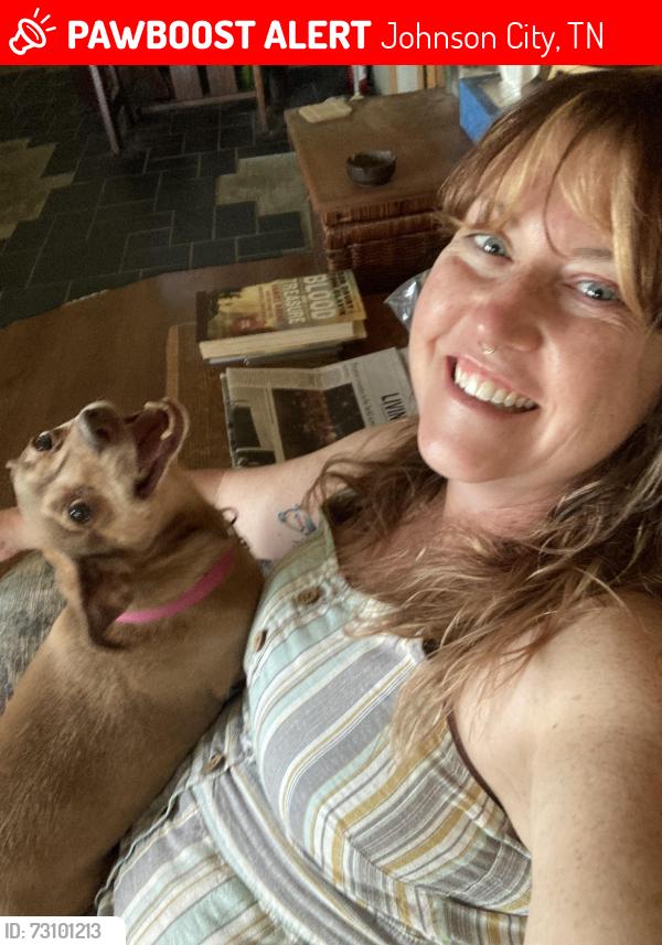 Lost Female Dog last seen Oak Grove Rd., Johnson City, TN 37615