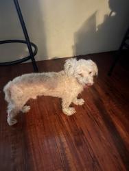 Found/Stray Male Dog last seen Figueroa and 65th, Los Angeles, CA 90061