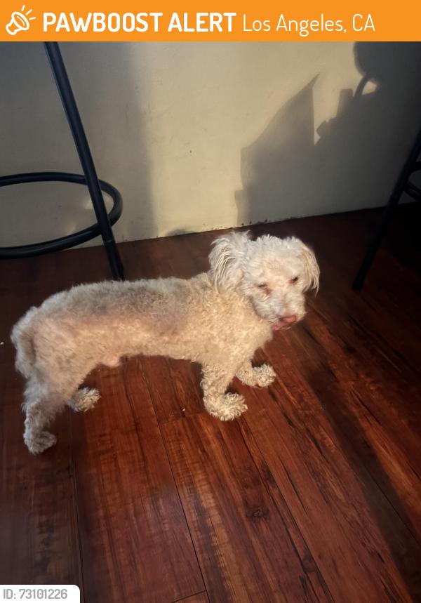 Found/Stray Male Dog last seen Figueroa and 65th, Los Angeles, CA 90061