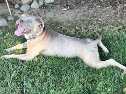 Reunited Male Dog last seen La Riviera, Sacramento, CA 95826