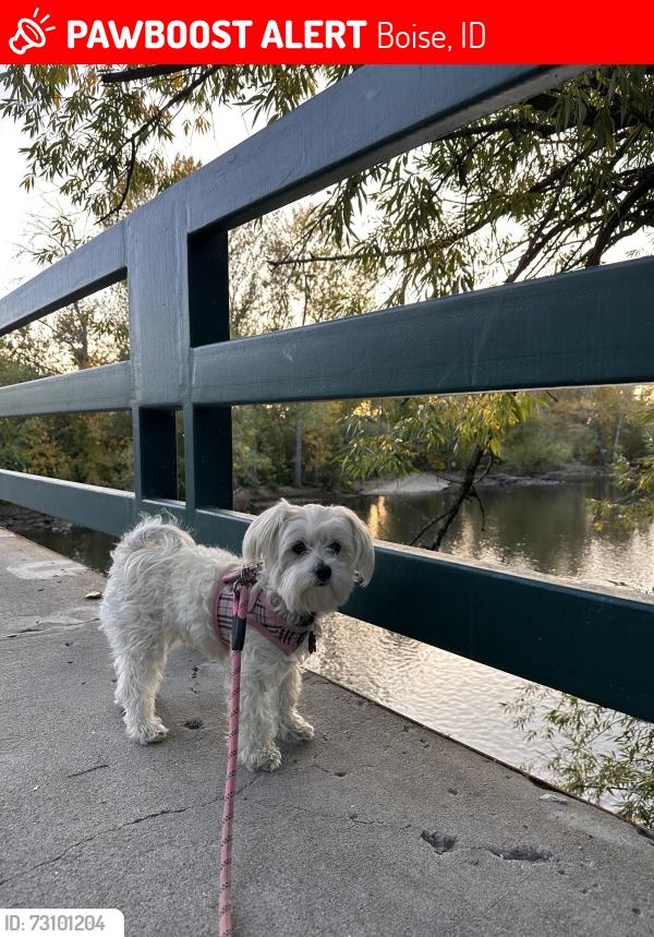Lost Female Dog last seen Cloverdale and Franklin, Boise, ID 83709