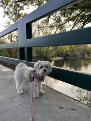 Lost Female Dog last seen Cloverdale and Franklin, Boise, ID 83709