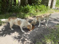 Found/Stray Female Dog last seen Brigance Road, Wild Peach Village, TX 77422