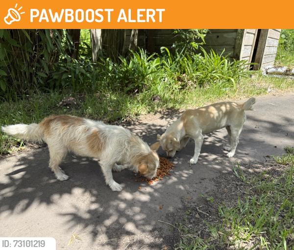 Found/Stray Female Dog last seen Brigance Road, Wild Peach Village, TX 77422