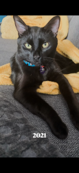 Lost Male Cat last seen Friendship park, Linda, CA 95961
