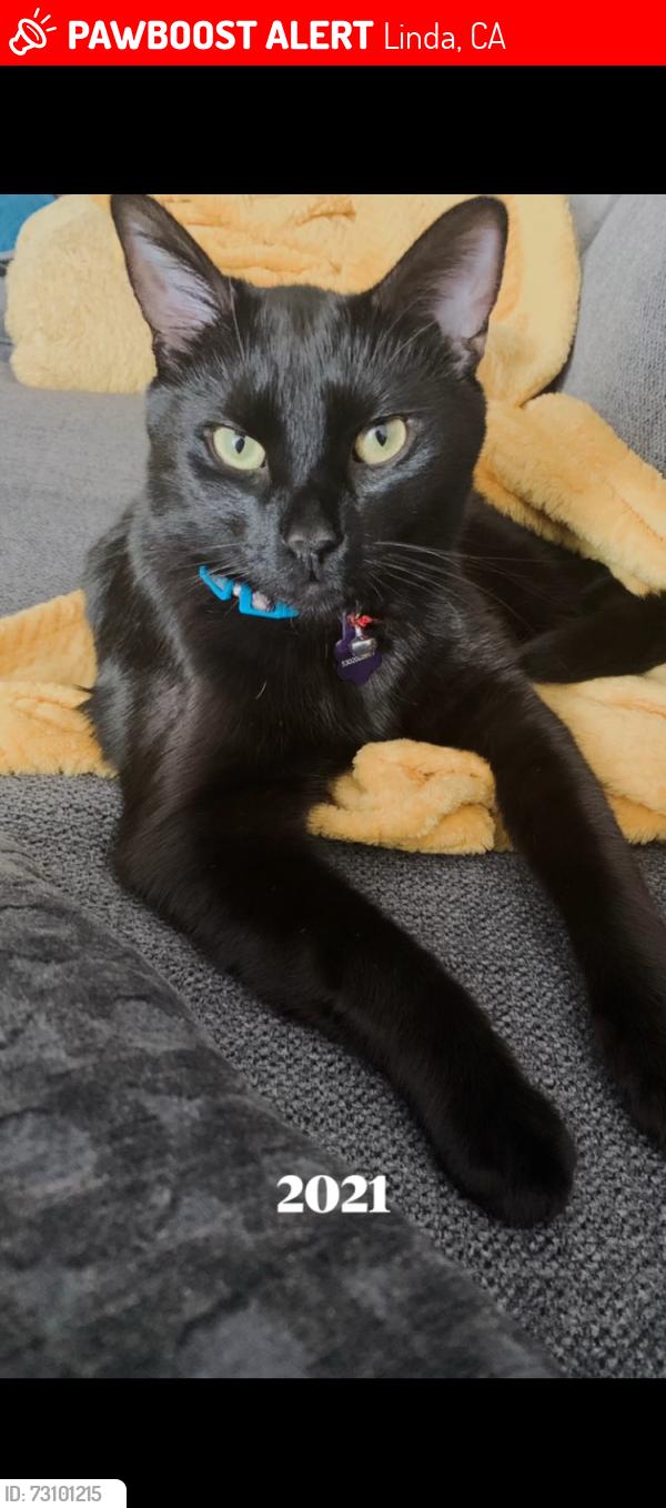 Lost Male Cat last seen Friendship park, Linda, CA 95961