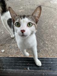 Found/Stray Unknown Cat last seen mlk in wegman, Jersey City, NJ 07305