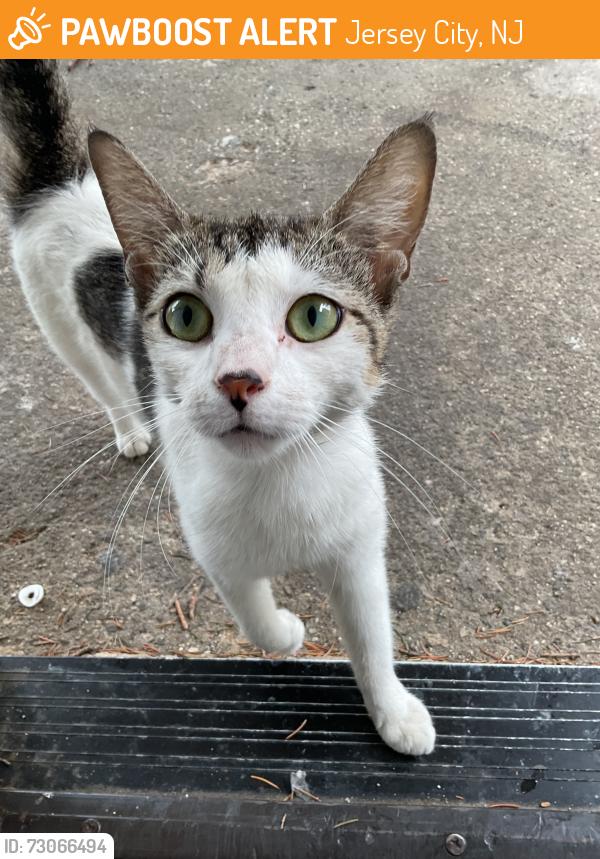 Found/Stray Unknown Cat last seen mlk in wegman, Jersey City, NJ 07305