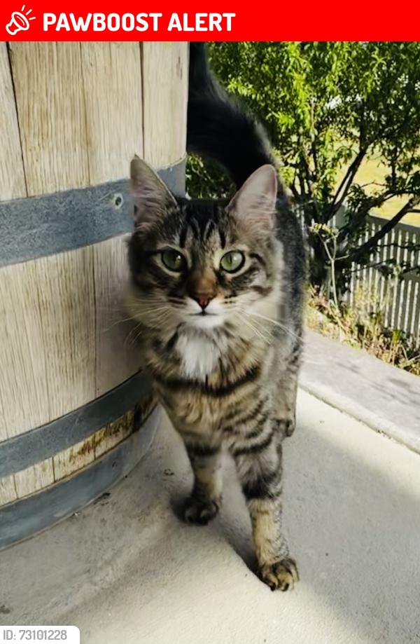 Lost Female Cat last seen Meridian Park, Saratoga Springs, UT 84045