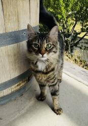 Lost Female Cat last seen Meridian Park, Saratoga Springs, UT 84045