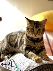 Reunited Male Cat last seen n kern dr and crestview in ofallon hills subdivision, O'Fallon, MO 63366