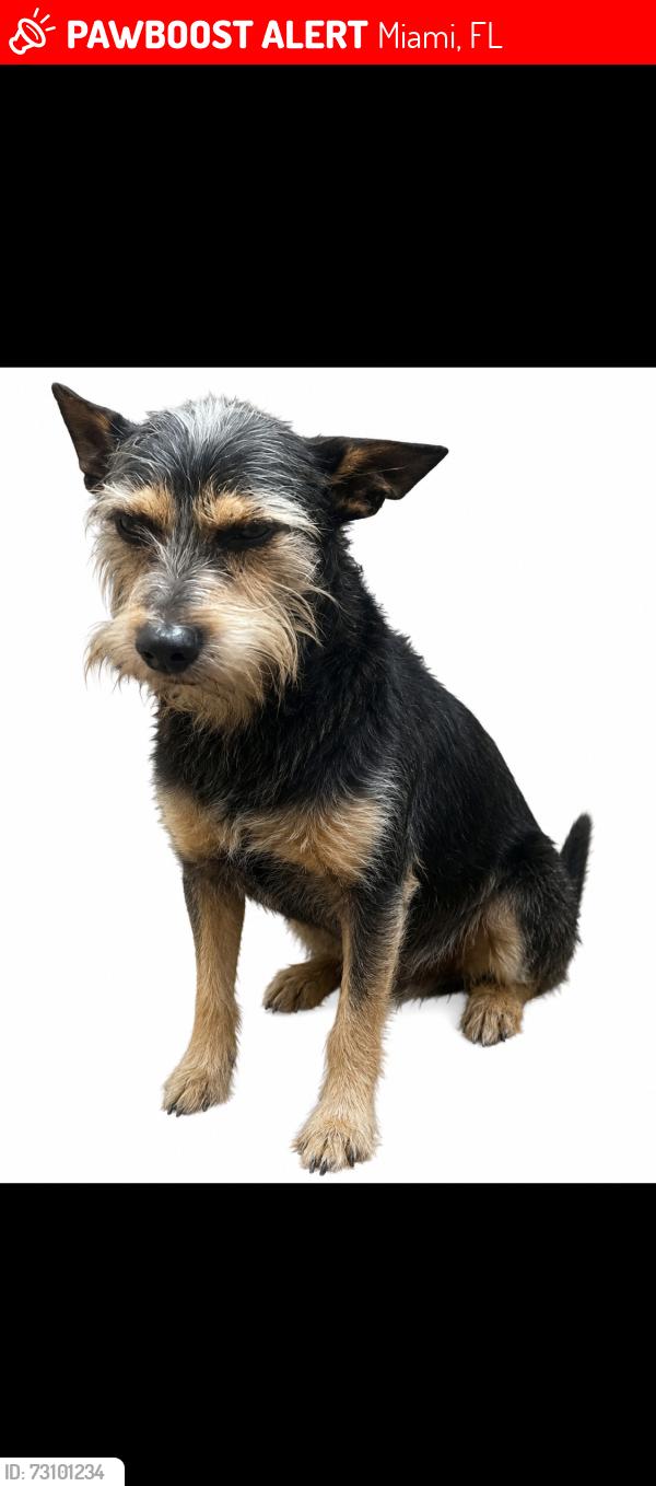 Lost Male Dog last seen Country walck, Miami, FL 33196