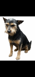 Lost Male Dog last seen Country walck, Miami, FL 33196