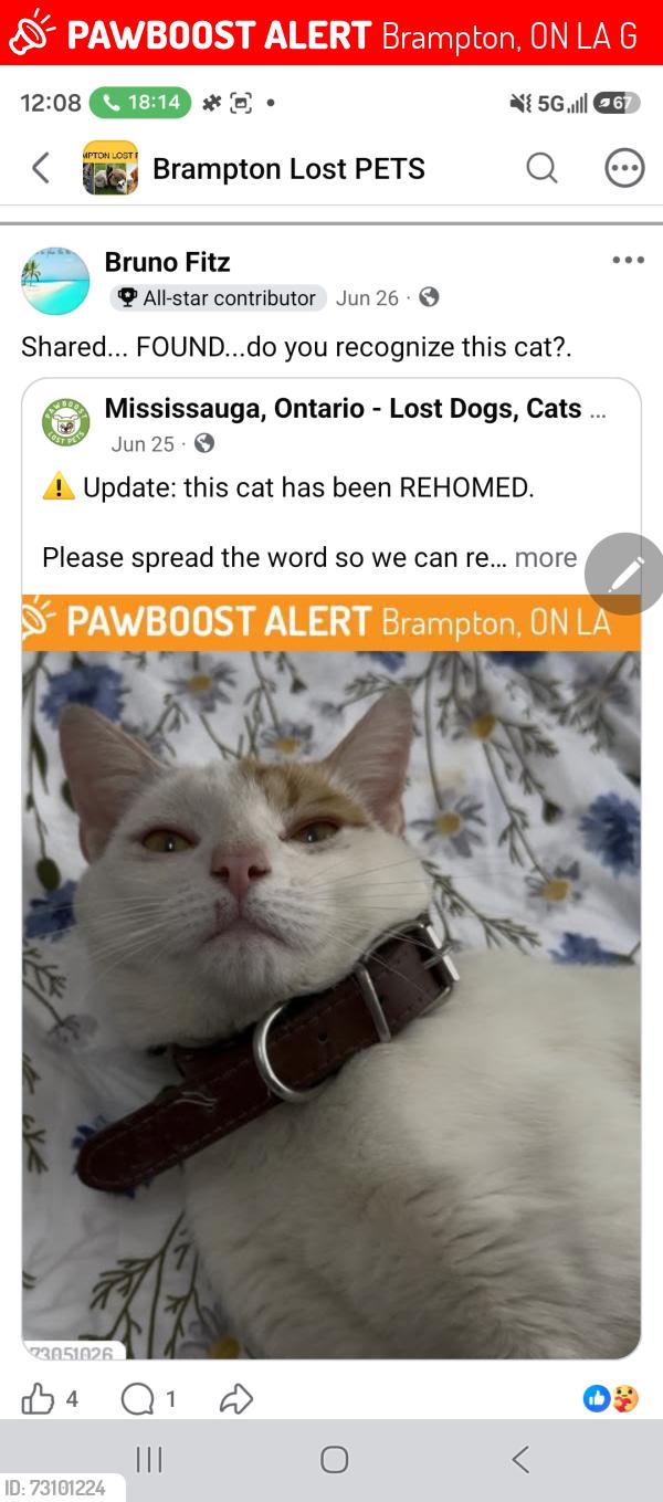 Lost Male Cat last seen Sandlewood ans creditview , Brampton, ON L7A 0G2