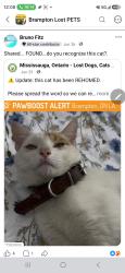 Lost Male Cat last seen Sandlewood ans creditview , Brampton, ON L7A 0G2
