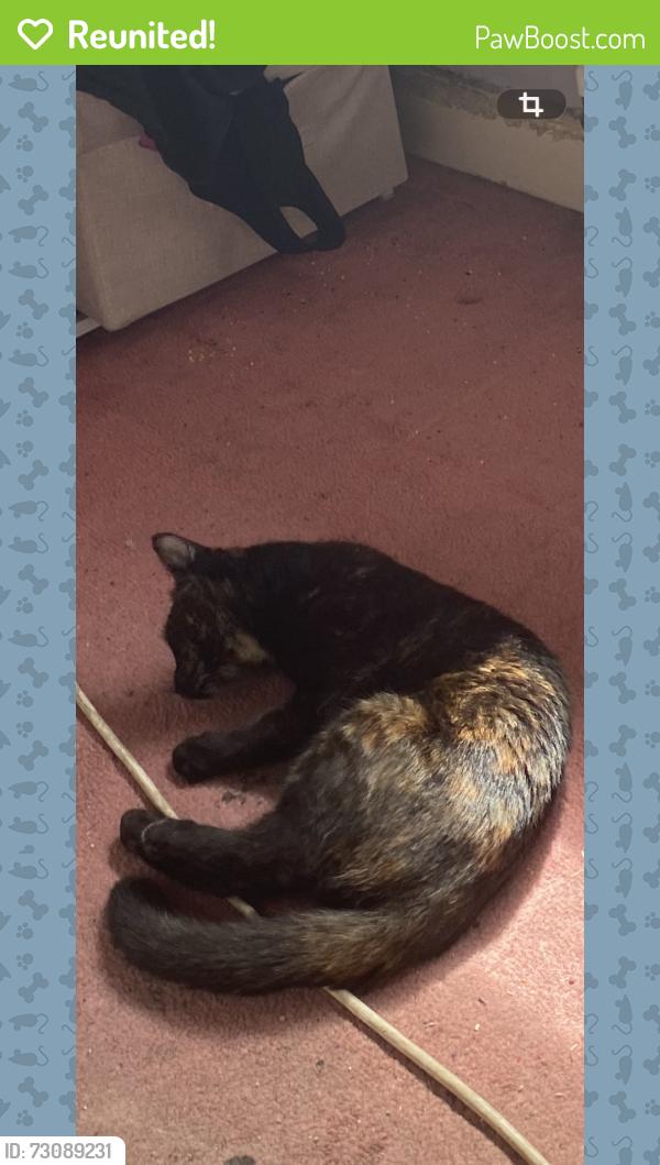 Reunited Female Cat last seen Forsbrook, Forsbrook, England 