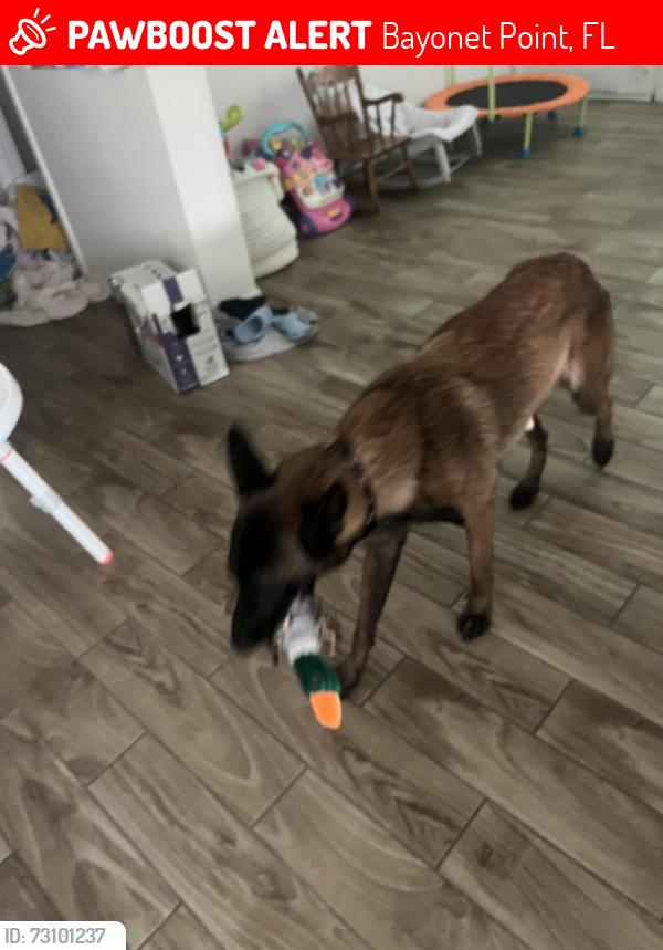 Lost Male Dog last seen The neighborhood behind Arby’s on us 19 Hudson fl, Bayonet Point, FL 34668