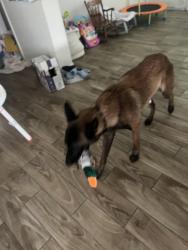 Lost Male Dog last seen The neighborhood behind Arby’s on us 19 Hudson fl, Bayonet Point, FL 34668