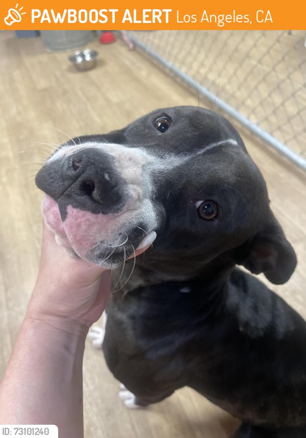 Found/Stray Female Dog last seen 106th and Santa Ana, Los Angeles, CA 90002