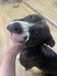 Found/Stray Female Dog last seen 106th and Santa Ana, Los Angeles, CA 90002