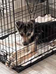Found/Stray Female Dog last seen She was in our backyard, we live in a neighborhood in north Leander, Leander, TX 78641