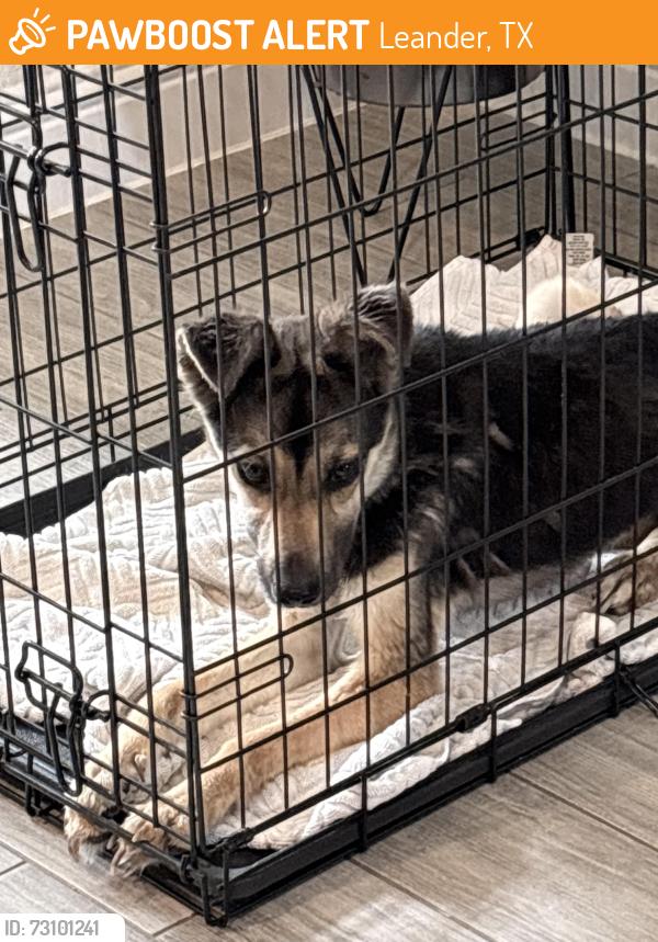Found/Stray Female Dog last seen She was in our backyard, we live in a neighborhood in north Leander, Leander, TX 78641