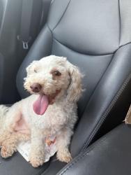 Found/Stray Female Dog last seen 8th and Wolff, Denver, CO 80204