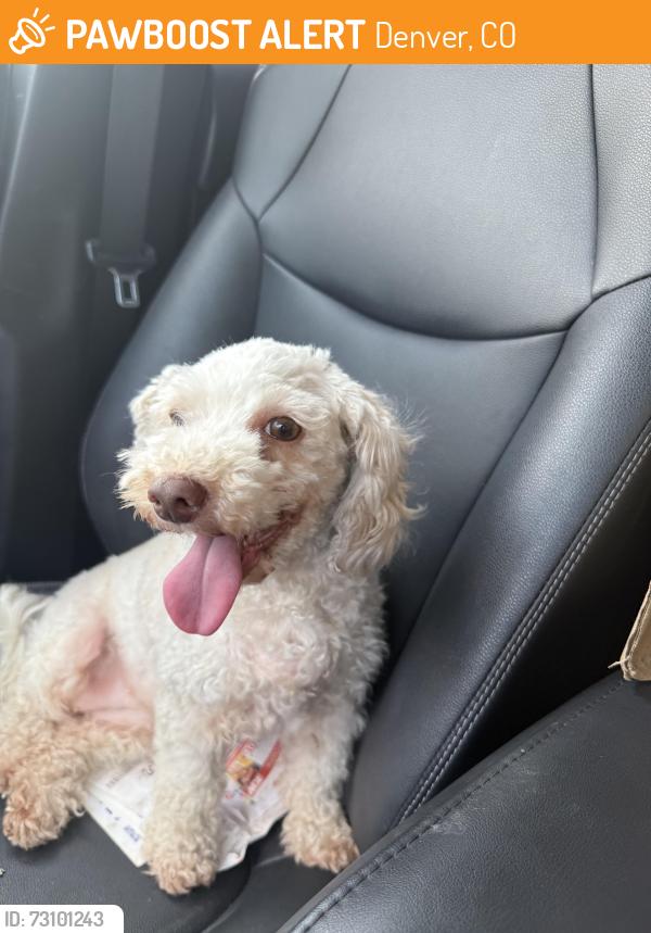 Found/Stray Female Dog last seen 8th and Wolff, Denver, CO 80204