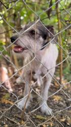 Reunited Male Dog last seen Mathew Rd, Abilene Ct, Grand Prairie, TX 75052