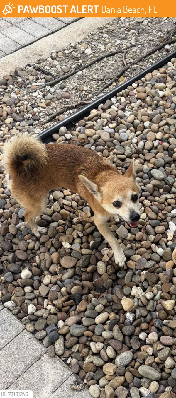 Found/Stray Male Dog last seen 30th way and griffin road, Dania Beach, FL 33312