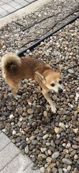 Found/Stray Male Dog last seen 30th way and griffin road, Dania Beach, FL 33312