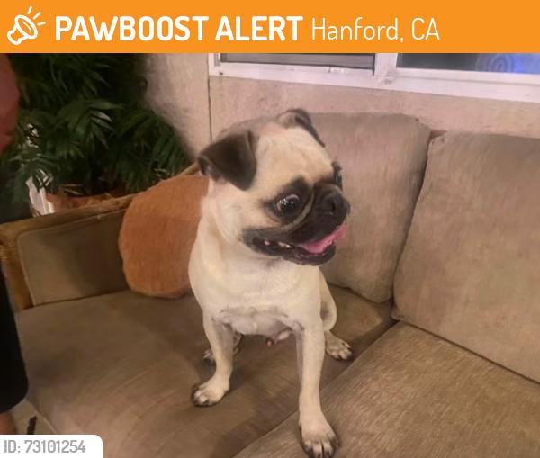 Found/Stray Male Dog last seen Fargo & Glacier, Hanford, CA 93230