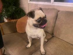 Found/Stray Male Dog last seen Fargo & Glacier, Hanford, CA 93230