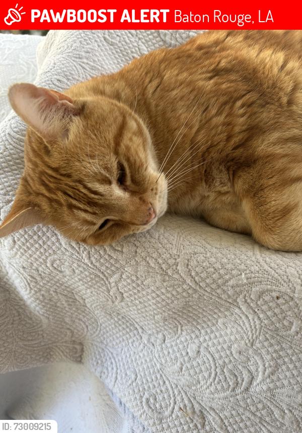 Lost Male Cat last seen Keed and Sheffield Old Goodwood, Baton Rouge, LA 70806
