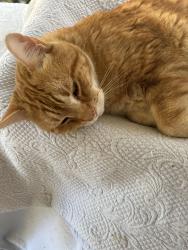 Lost Male Cat last seen Keed and Sheffield Old Goodwood, Baton Rouge, LA 70806